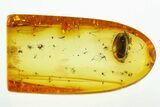 Detailed Fossil Carpet Beetle (Endomychidae) in Baltic Amber - Rare! #292413-2